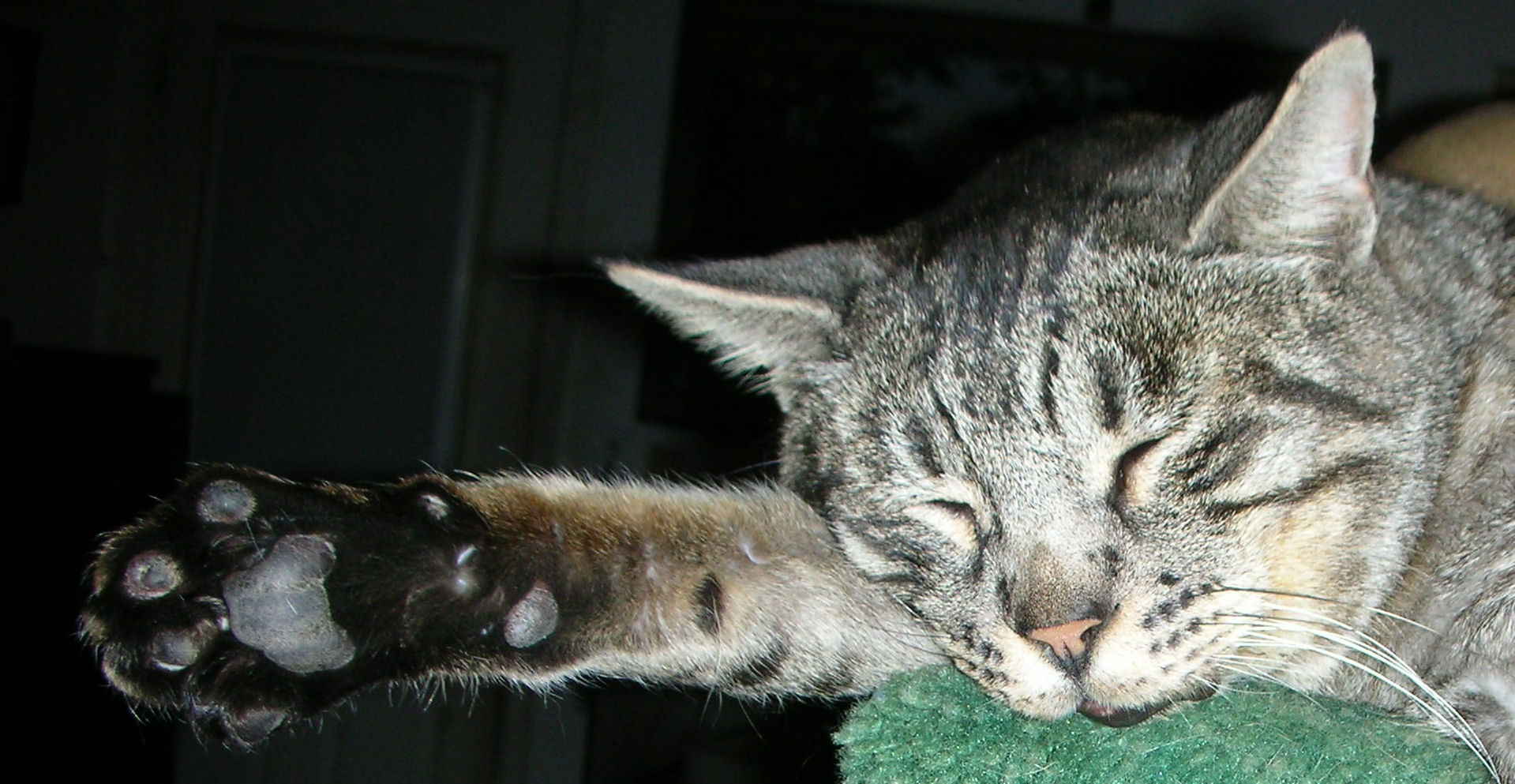A gray tabby cat sleeps peacefully with one paw stretched out, resting its head on a green surface.