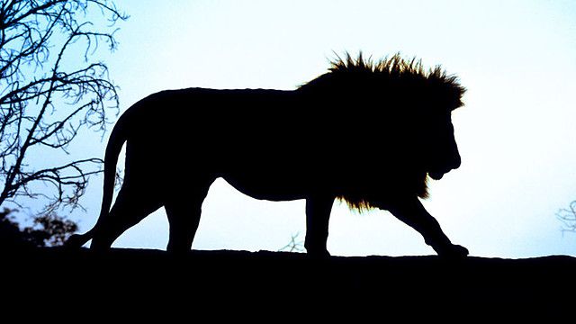 Lion silhouette | ??????s | Clipart library