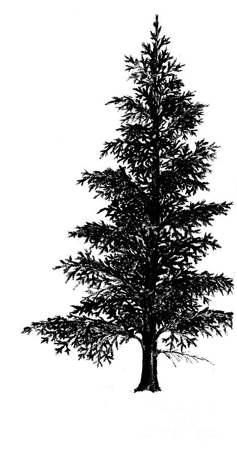 Spruce Tree Sketch Images  Free Download on Freepik