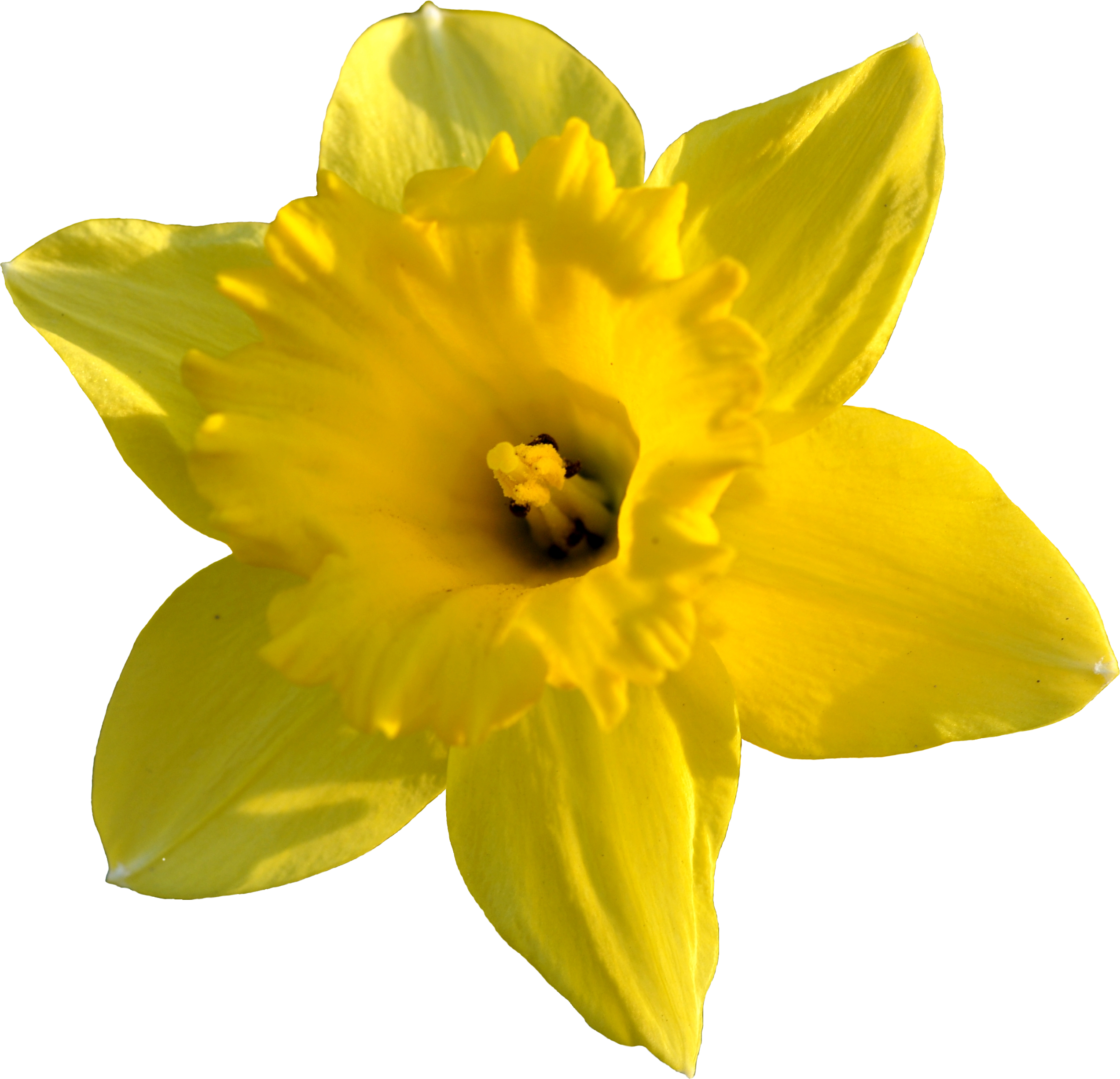 Daffodil Images  Pictures - Becuo