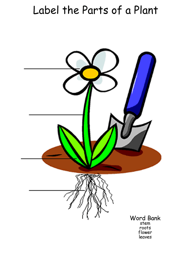 Free Unlabeled Flower Diagram, Download Free Clip Art ... a wire blank diagram 