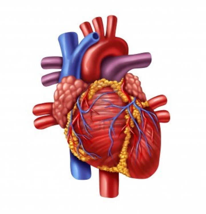 Human Heart Pictures Images 