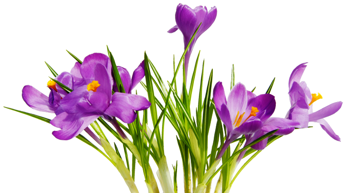Free High Resolution graphics and clip art: png flowers - ClipArt 