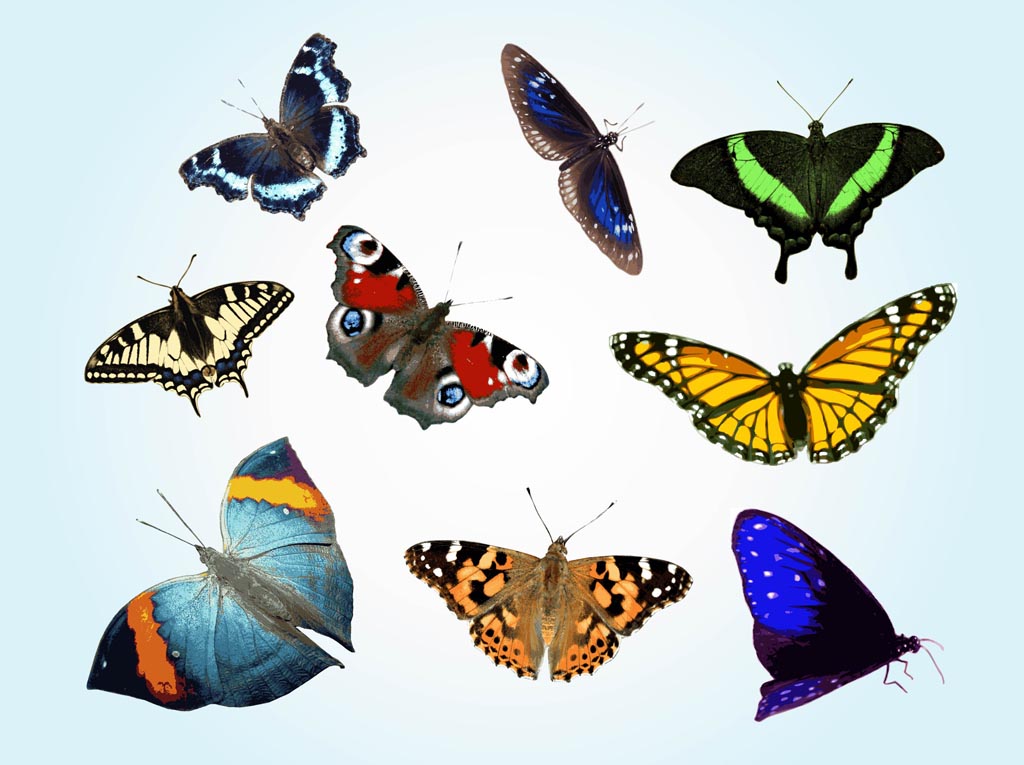Free Vector butterflies Vectors