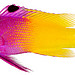 Vibrant pink-to-yellow gradient fish with black eye and translucent fins, likely a royal gramma or similar reef species.