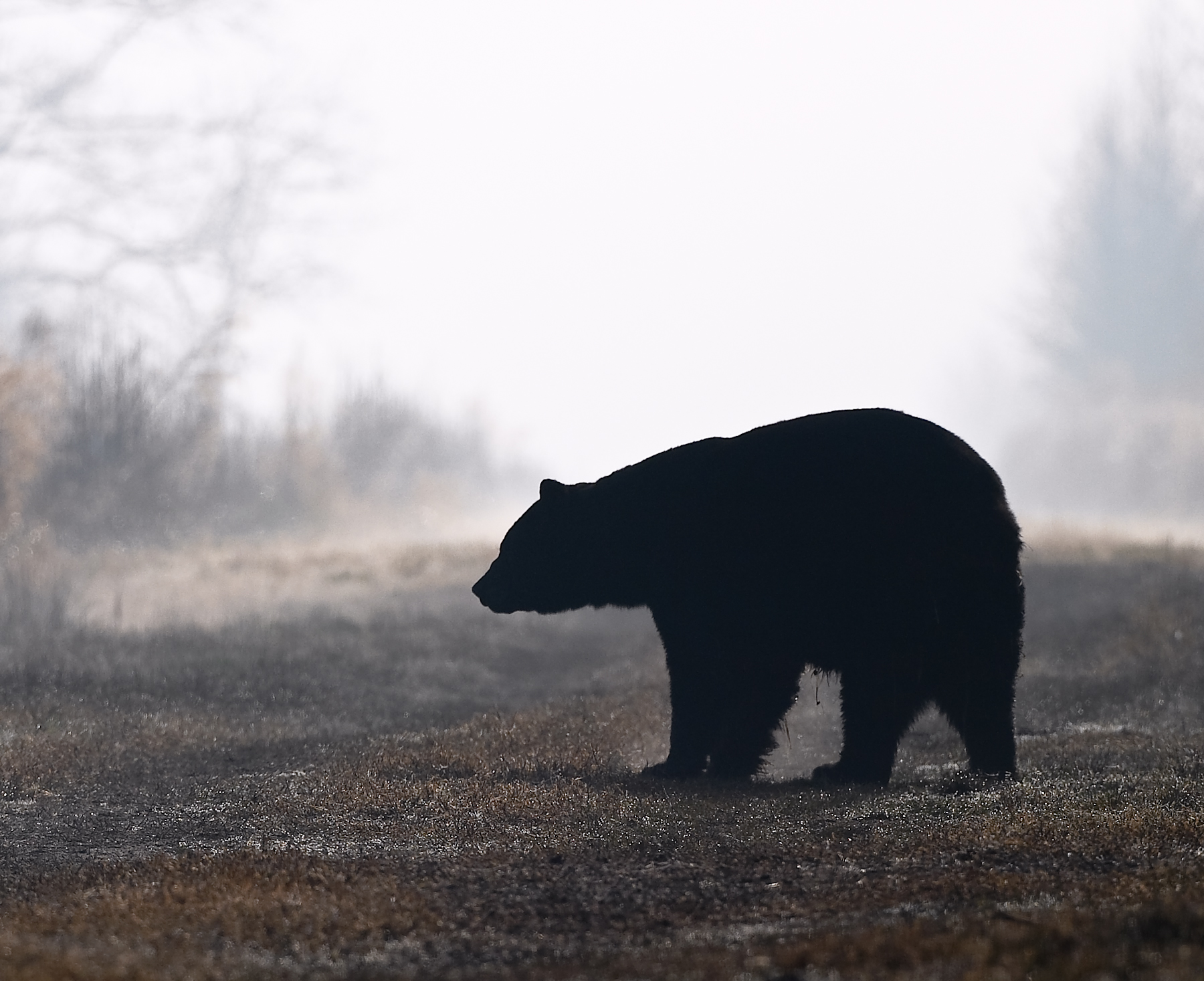 Black Bear silhouette at sunrise | Roads End Naturalist