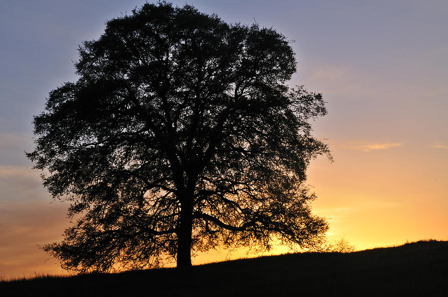 Oak Tree Silhouetted Against The Setting Sun In The Foothills Ne 