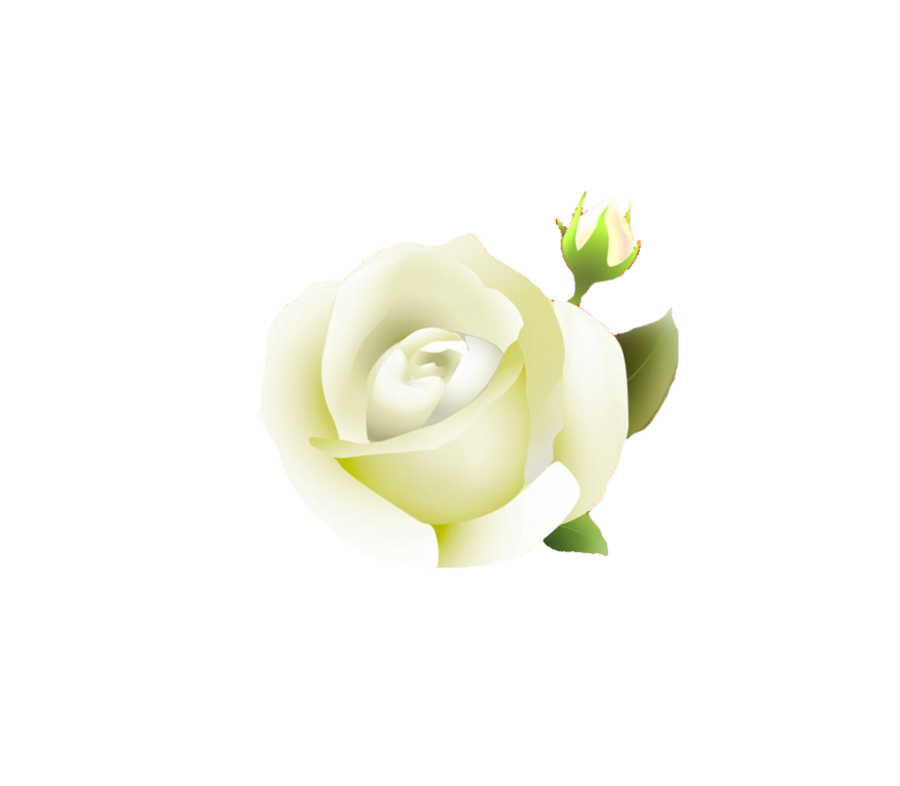 Clipart library: More Like white rose PNG by Melissa-tm