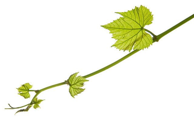 Grape Leaf.png - Clipart library