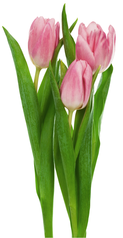 Pink Transparent Tulips Flowers Clipart