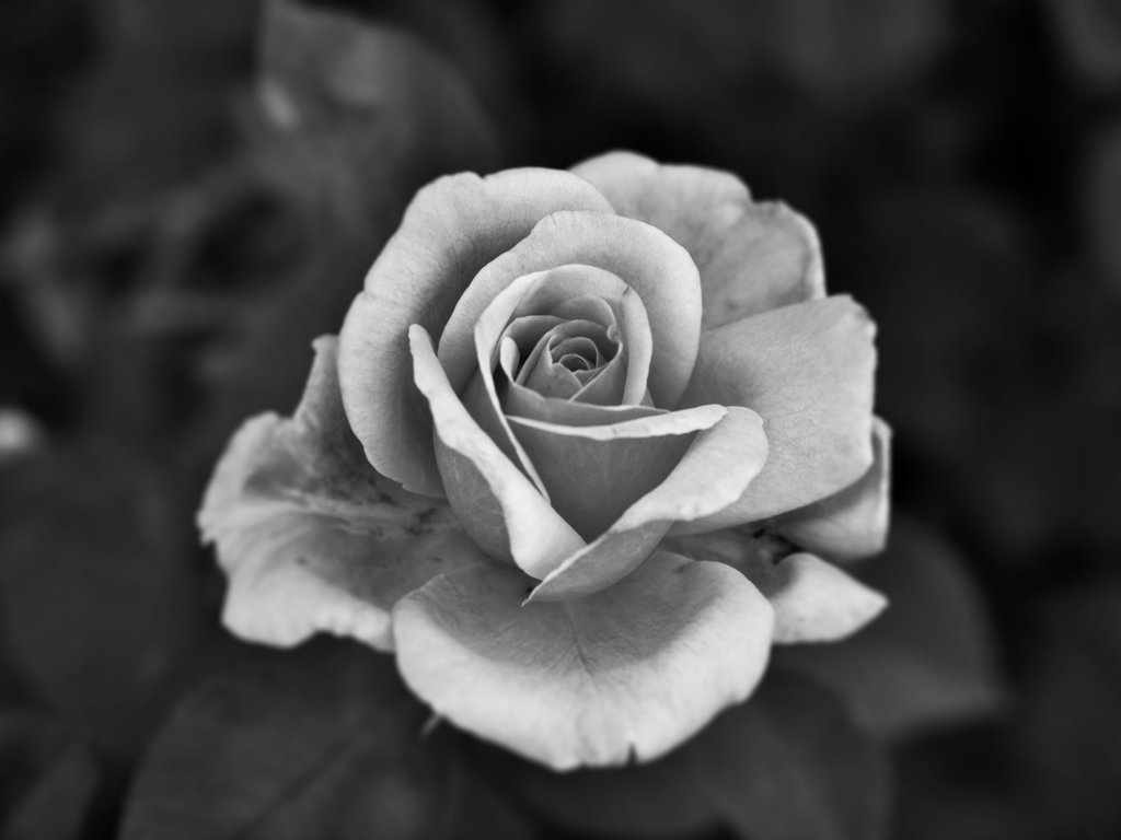 Rose 3 Black and white by xXMasayuAndArianaXx on Clipart library