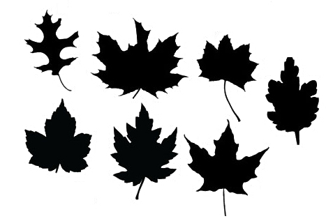 Maple Leaf Silhouette Vector - Gallery