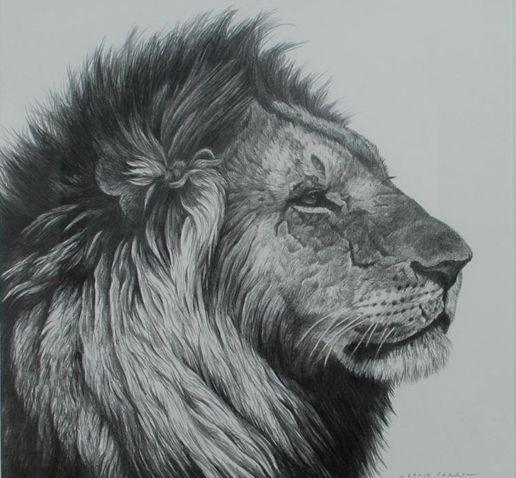 Lion Face Drawing Images - Free Download on Freepik