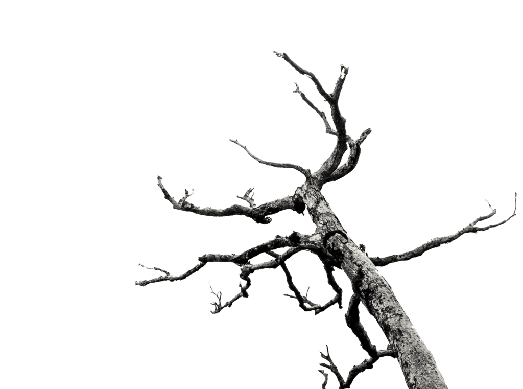 Dead Tree/Branches Stock (png) by AkaSling on Clipart library