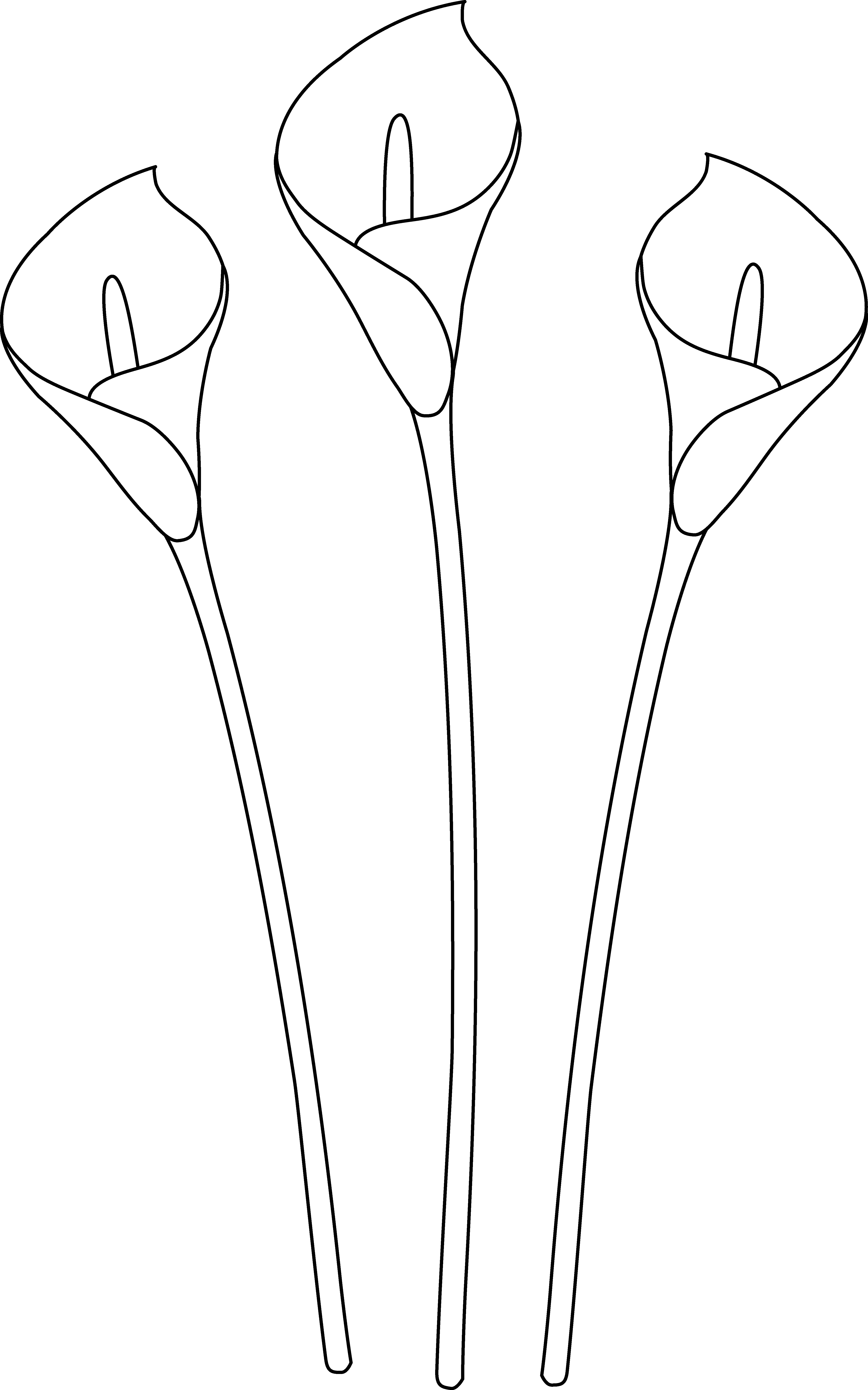 Calla Lilies Line Art - Free Clip Art