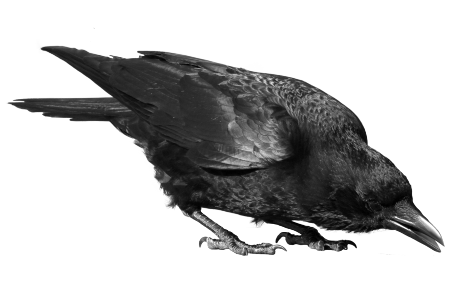 crow 23 by peroni68 on Clipart library