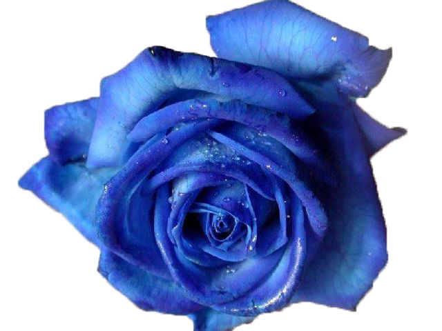 Blue Rose PNG by Vixen1978 on Clipart library