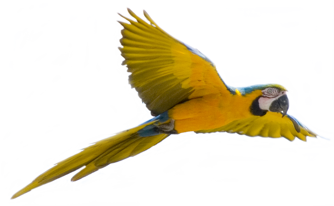 parrot_PNG720.png