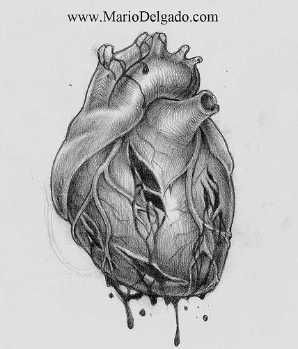 How to Draw a Human Heart - Learn to Draw an Anatomical Heart