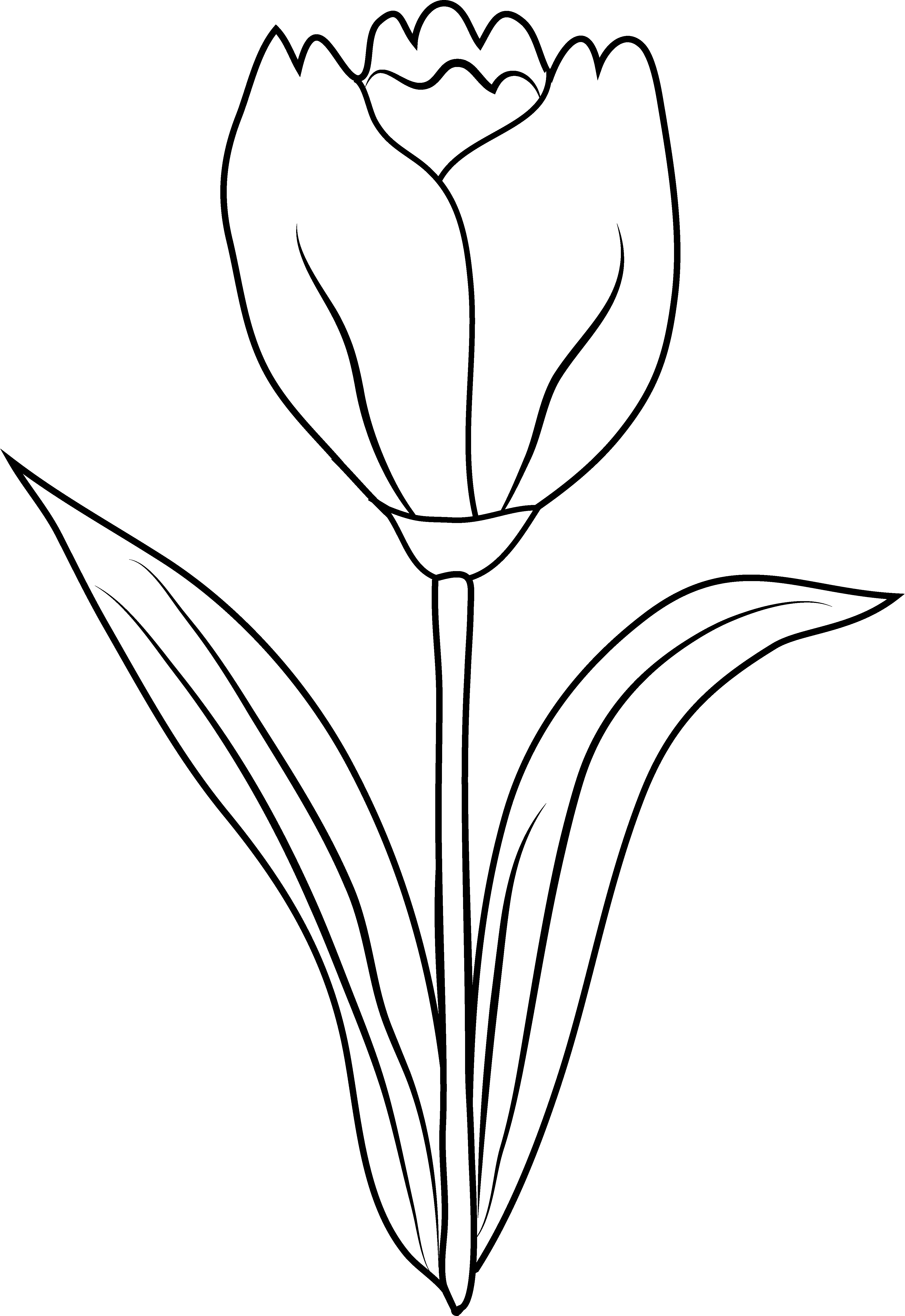 Tulip Flower Coloring Page - Free Clip Art