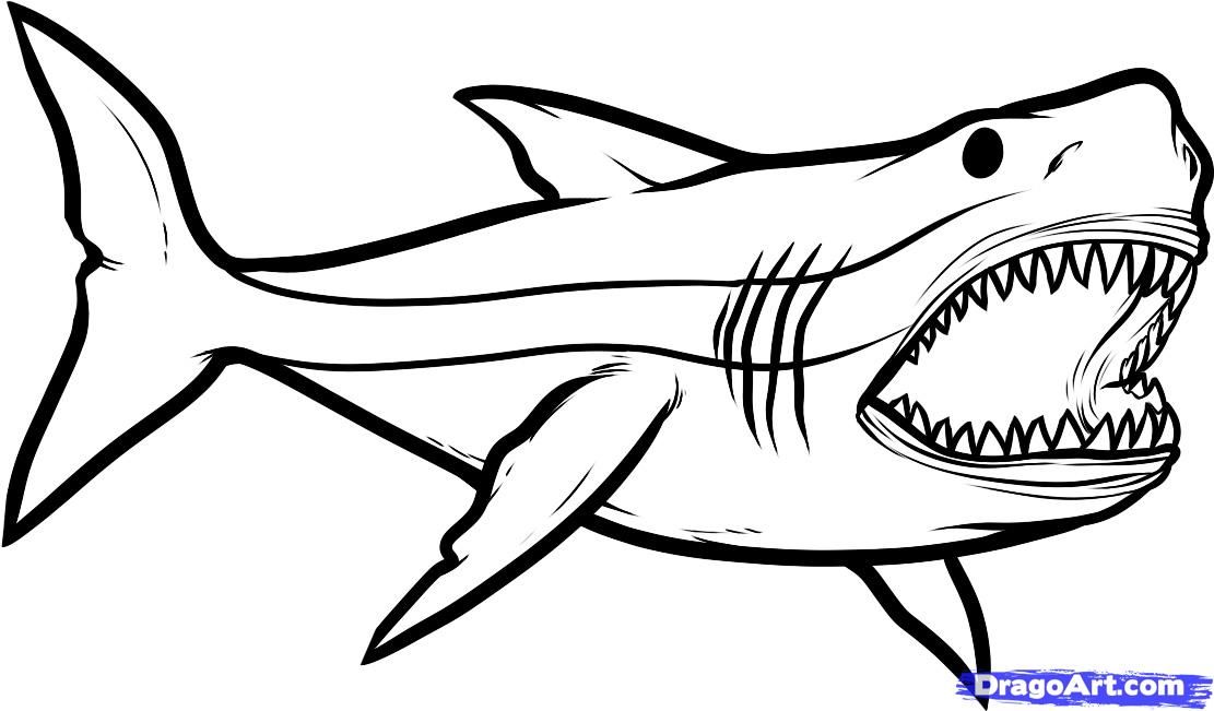 How To Draw A Shark Step By Step Images  Pictures - Becuo