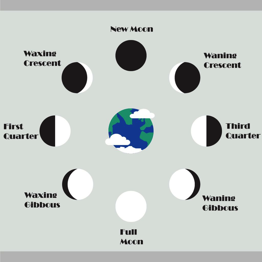 moon phase in 12 steps - Clip Art Library