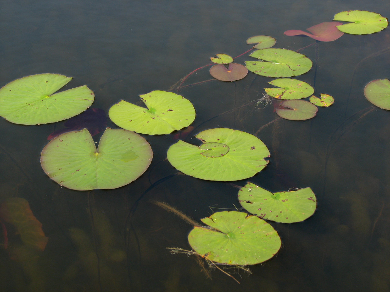 Free Lily Pads, Download Free Lily Pads png images, Free
