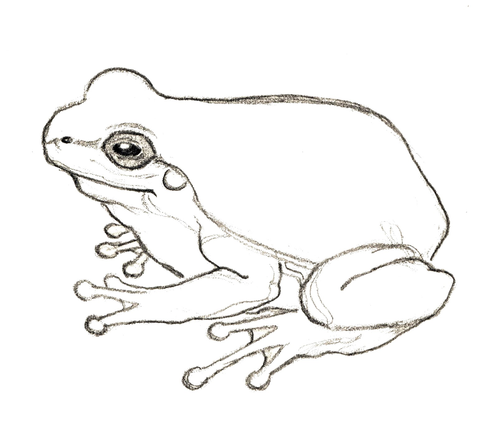 20 Easy Frog Drawing Ideas | Frog drawing, Cute easy drawings, Cute doodles  drawings