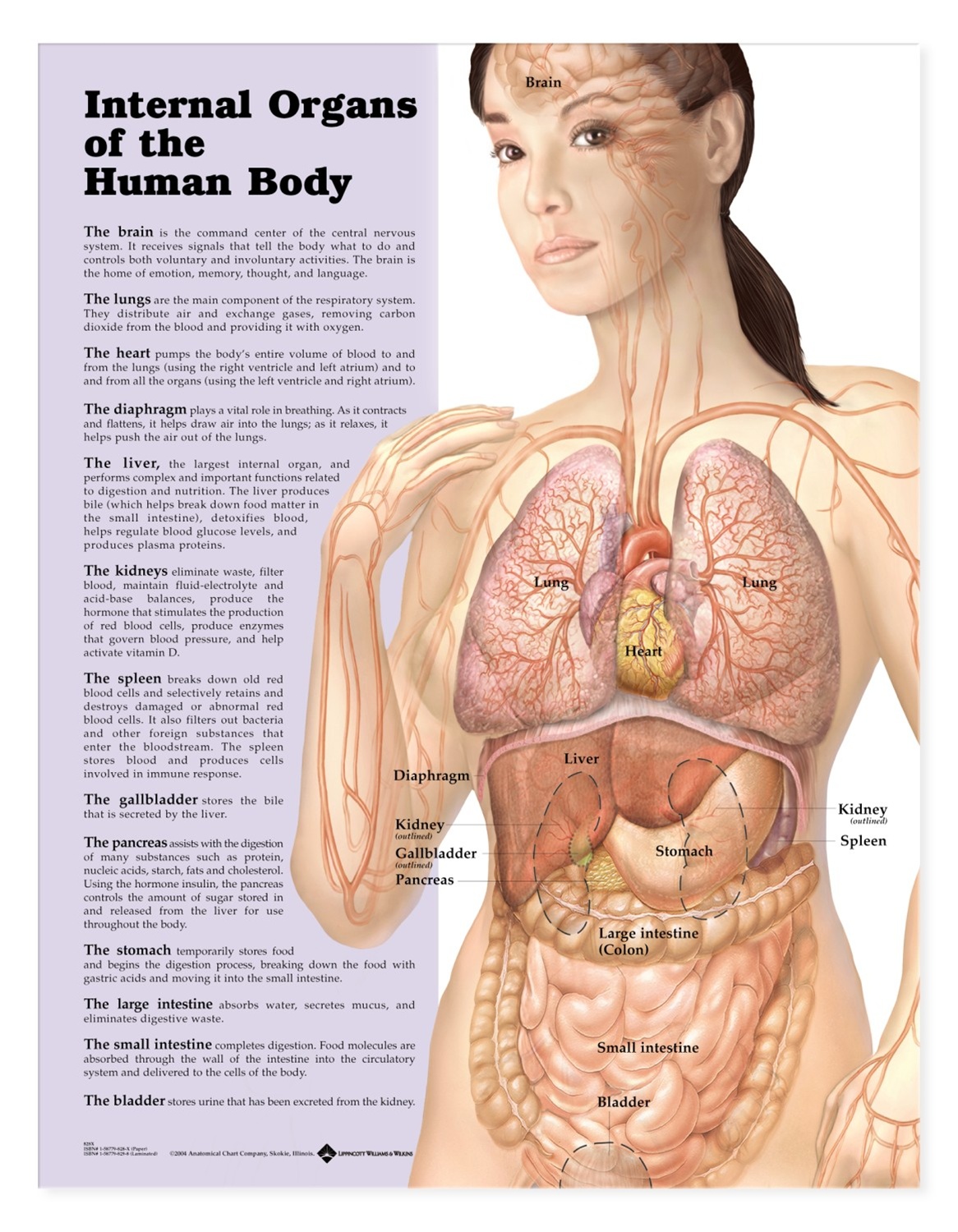 Free Human Body Organs, Download Free Human Body Organs png images