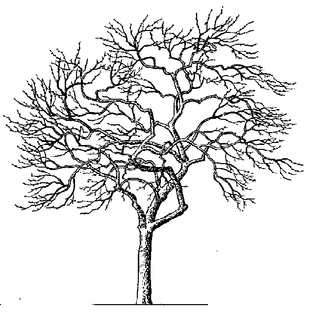 Bare Deciduous Tree Illustration - Botanical Line Art
