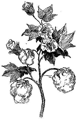 Cotton Plant Drawings for Sale - Fine Art America