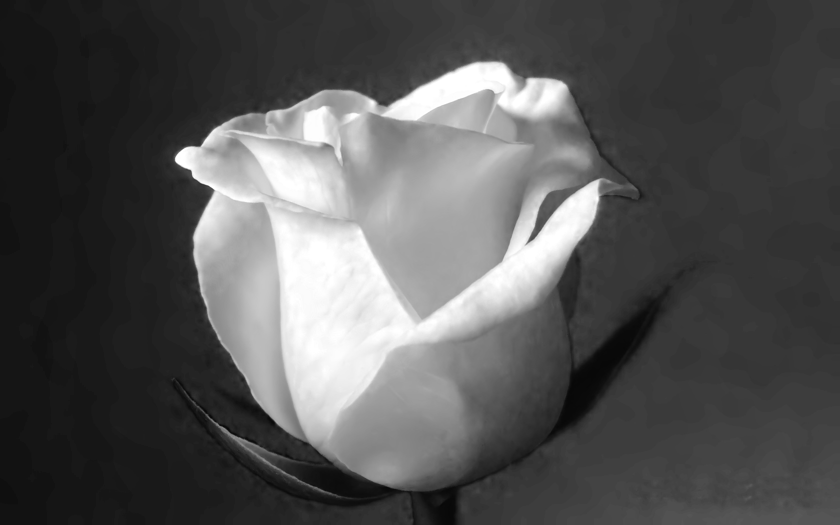Black-and-White-Rose_1680x1050.jpg