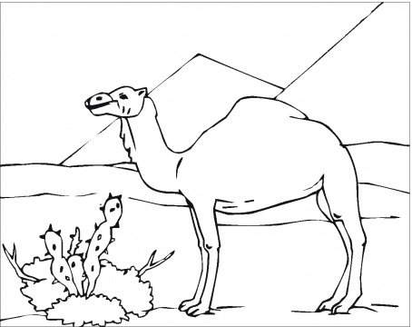 Desert Animals Coloring Pages - Gallery