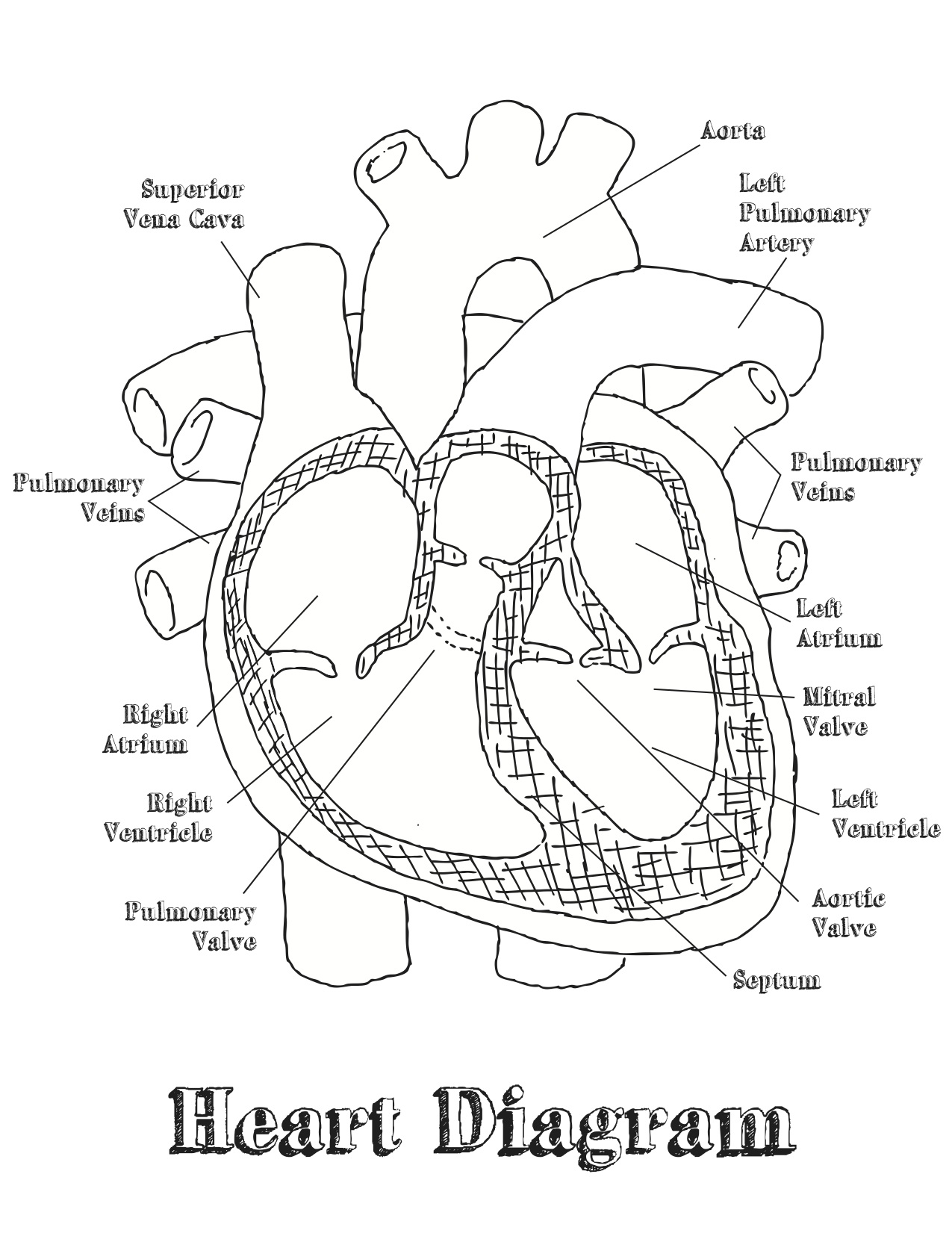 human heart diagram labeled black and white