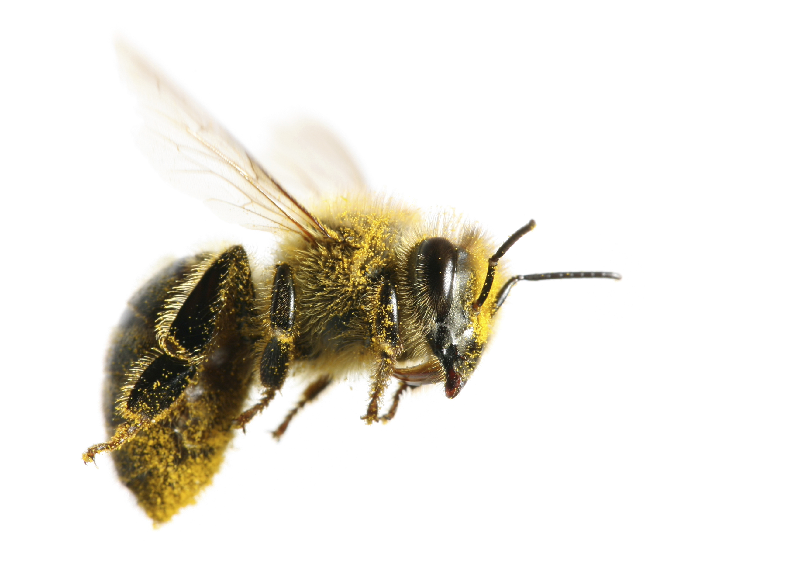 Honey bee key facts - Friends of the Honey Bee