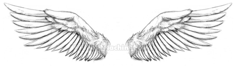 Heavenly Feathers: Angel Wings Tattoo Elements Reference Designs 65+