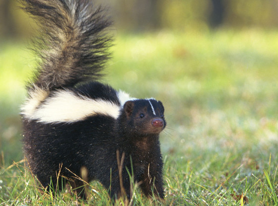 angry skunk - Clip Art Library