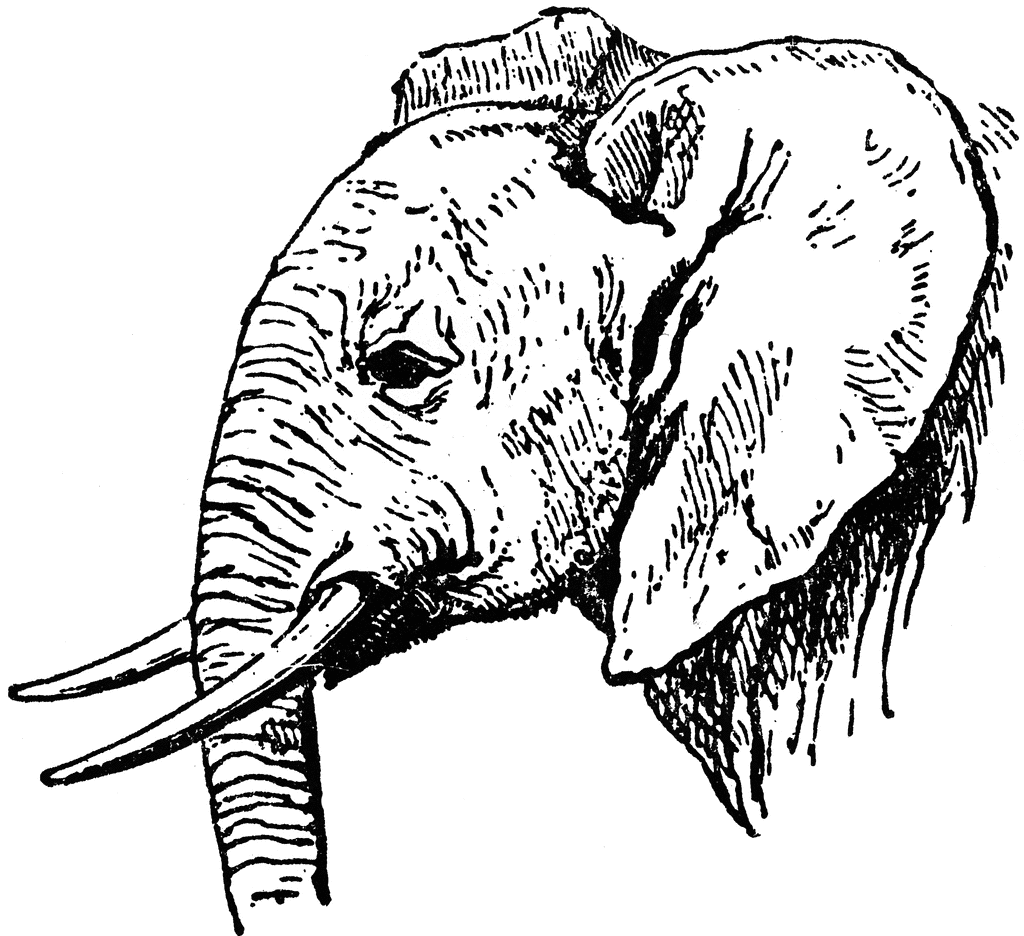 African Elephant Line Drawing Images  Pictures - Becuo