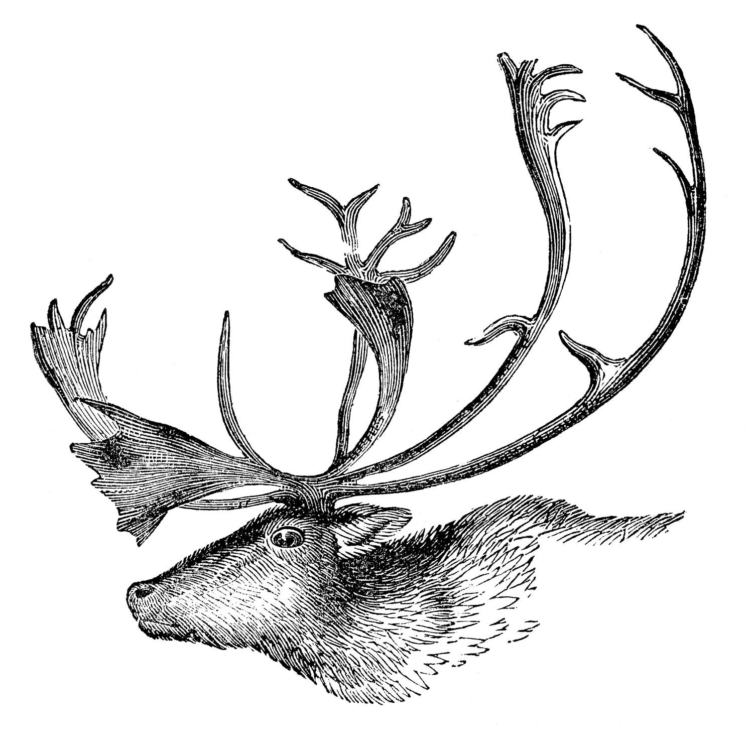 Vintage Animal Clip Art - Caribou with Antlers - The Graphics Fairy