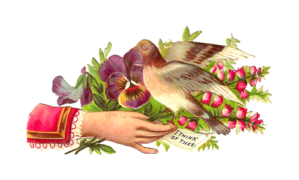 Antique Images: Free Bird Clip Art: Vintage Pigeon Graphic on 