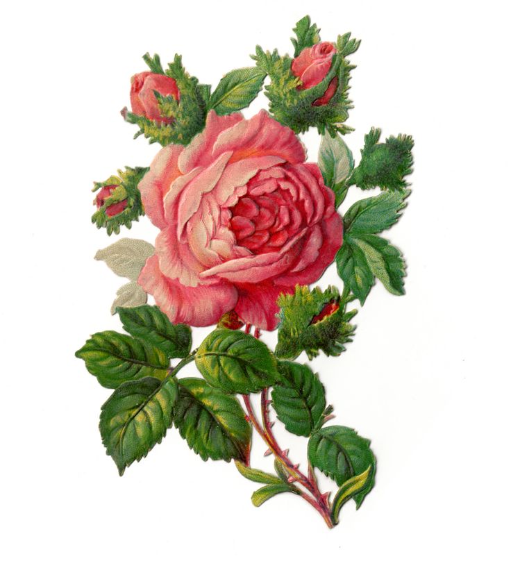 vintage roses - Google Search | Rose Garden | Clipart library