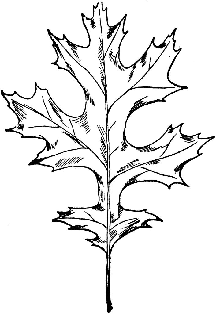 Clipart Oak Leaf Images  Pictures - Becuo