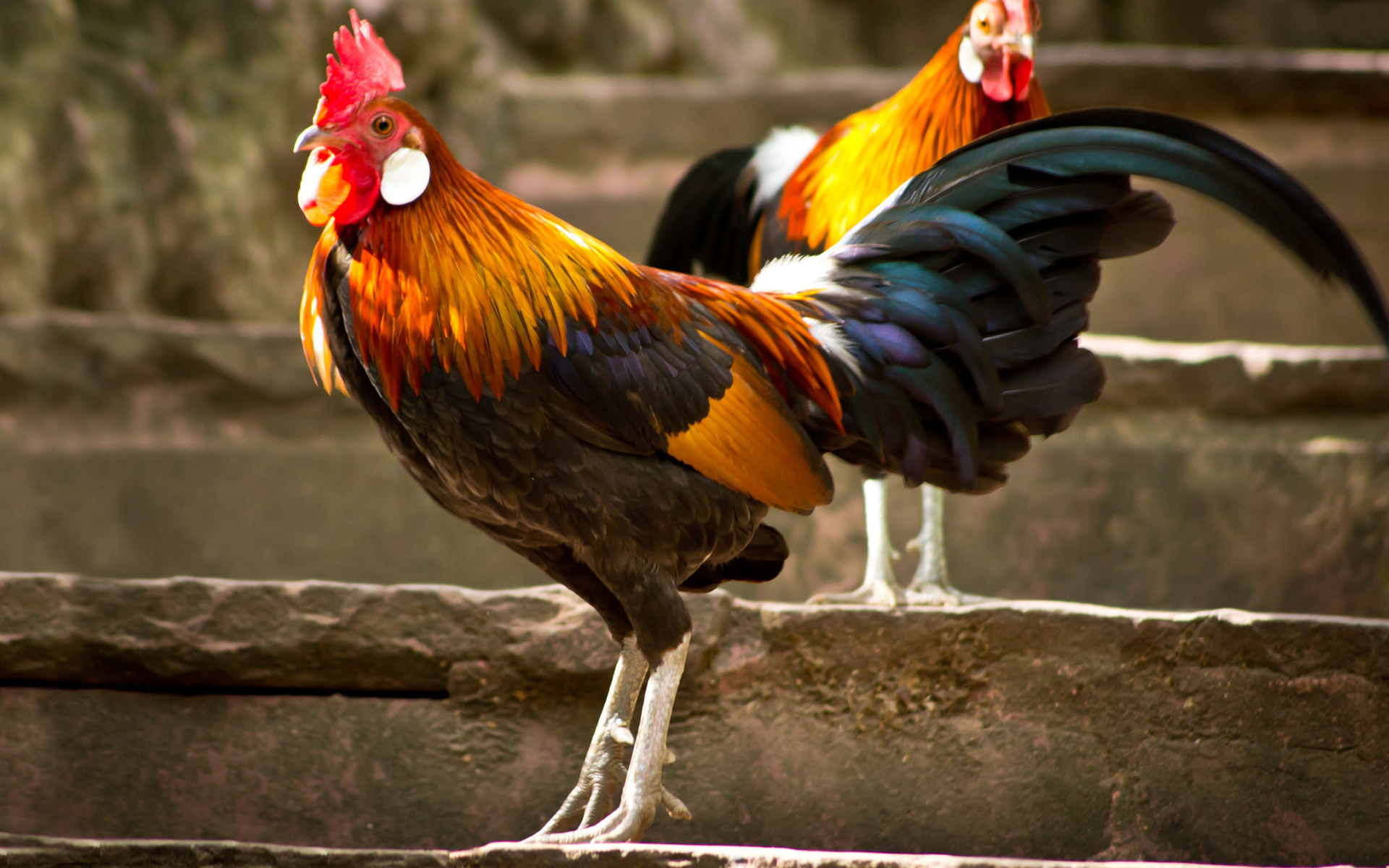 Sounds and Actions of a Rooster » A Healthy Life For Me