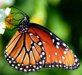 A vibrant monarch butterfly with orange, black, and white wings perched on a white flower against a soft green background.
