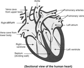 Draw the sectional view of the human heart and label it