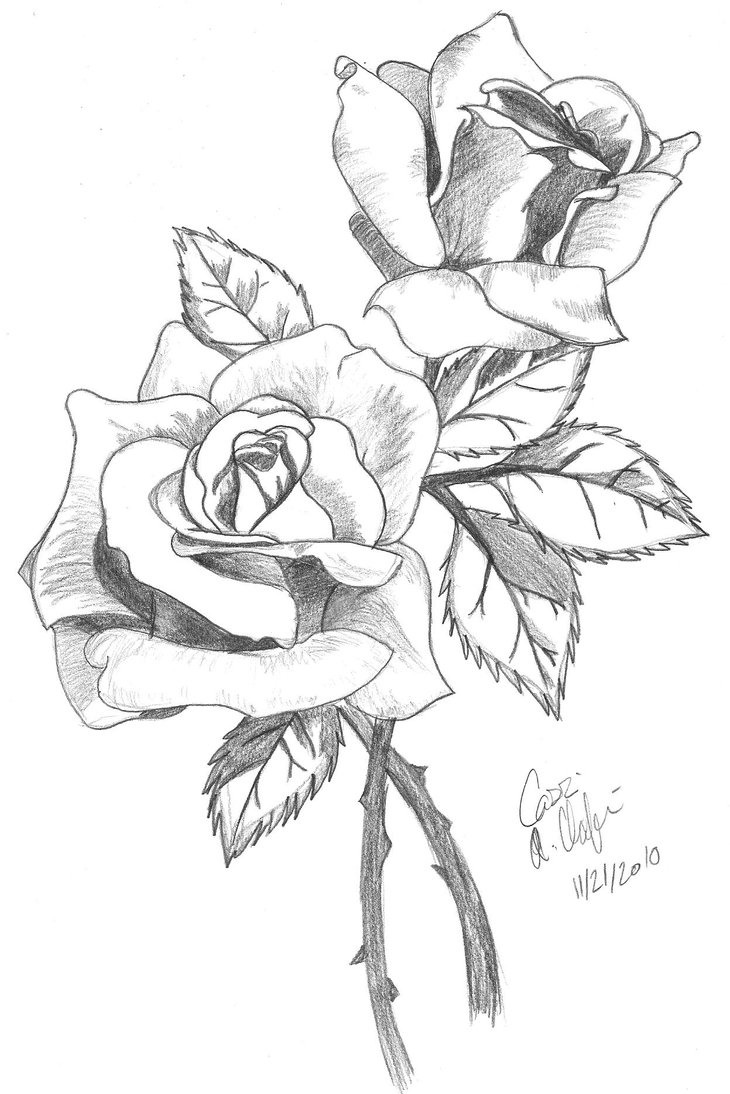 2 Roses Drawing Gallery