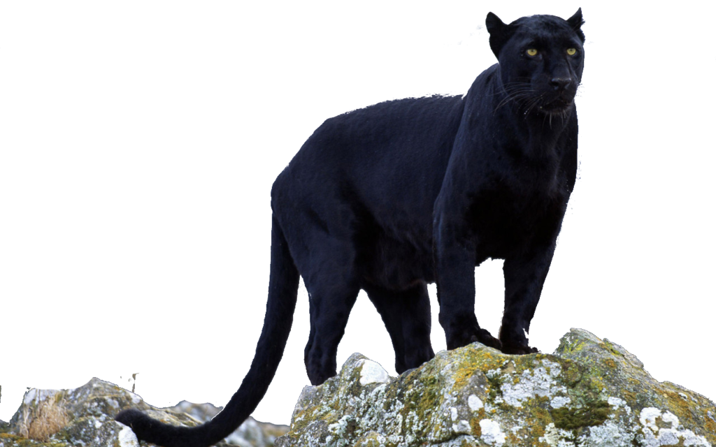 Image - Black panther transparent by darksoulforver9-d6czu4x.png 