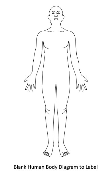 blank human body diagram - Clip Art Library
