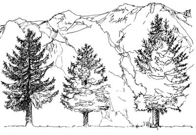 Spruce Tree Illustration Clipart Free Stock Photo  Public Domain Pictures