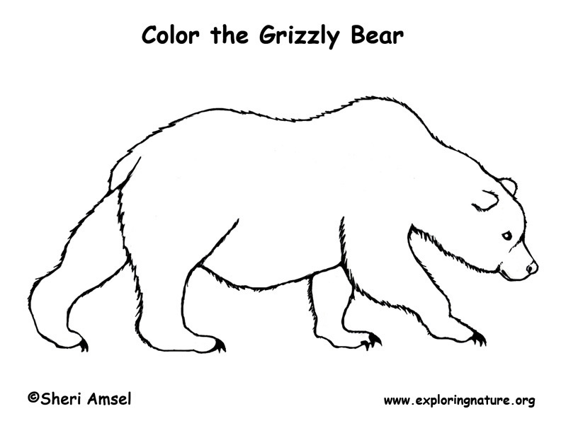 Bear Simple Art Drawing - Drawing Skill
